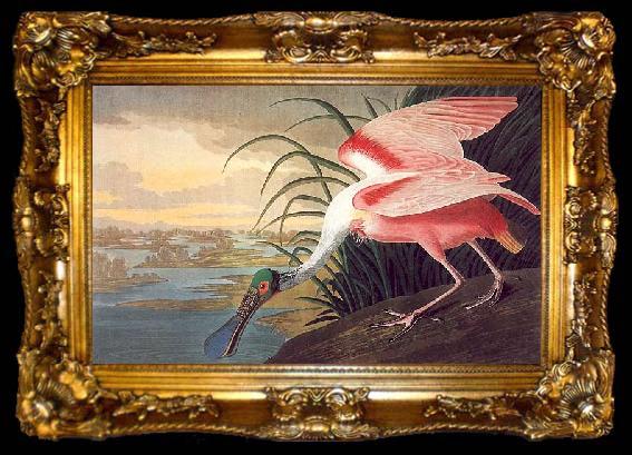 framed  John James Audubon Roseate Spoonbill, ta009-2